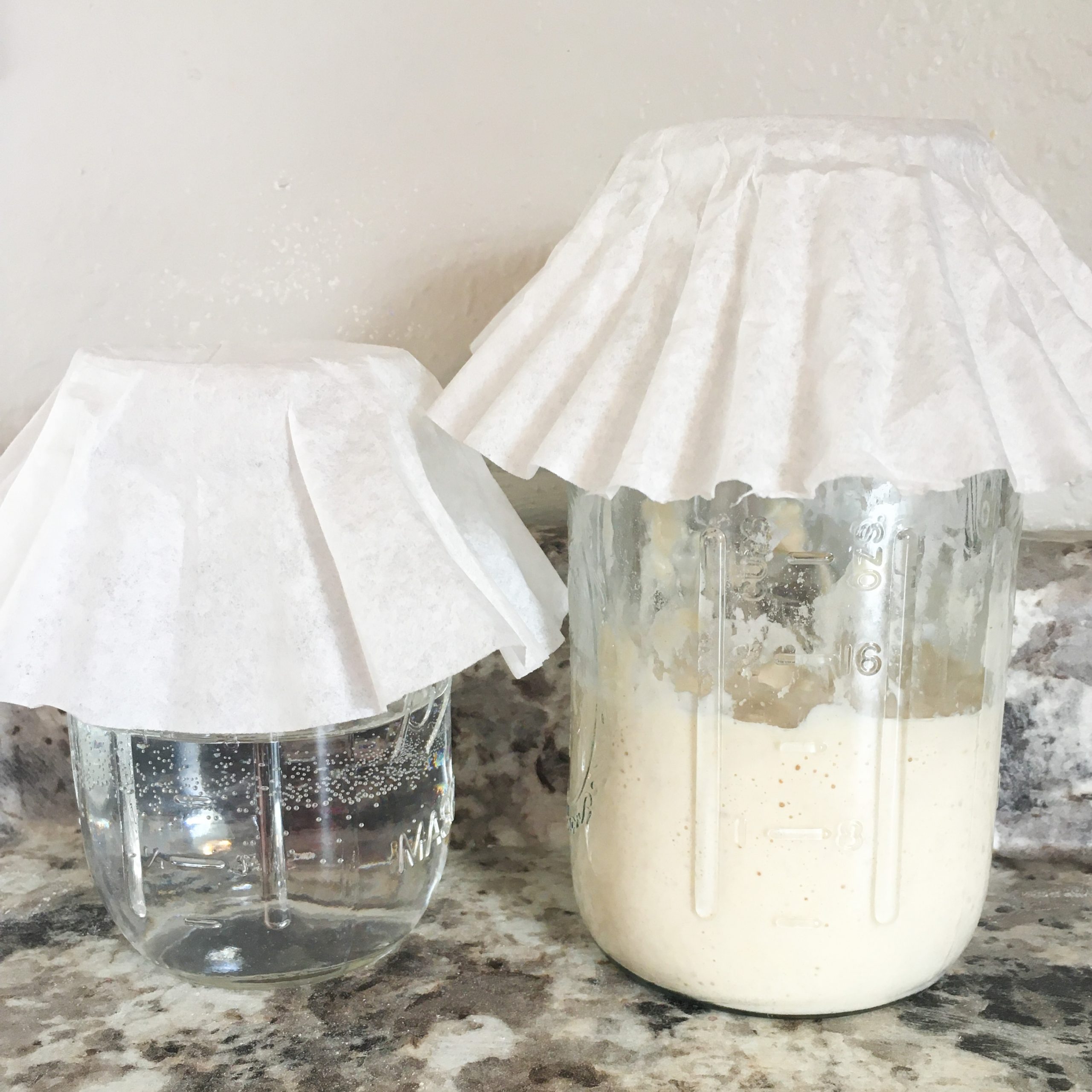 sourdough starter culture